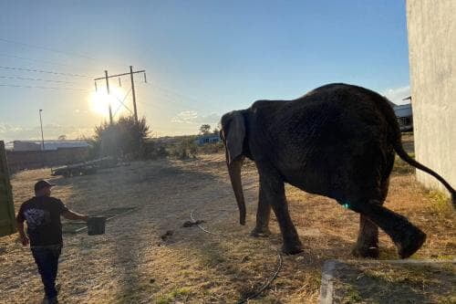 Llega Ani, la elefanta rescatada en Jalisco, al zoológico de Aragón